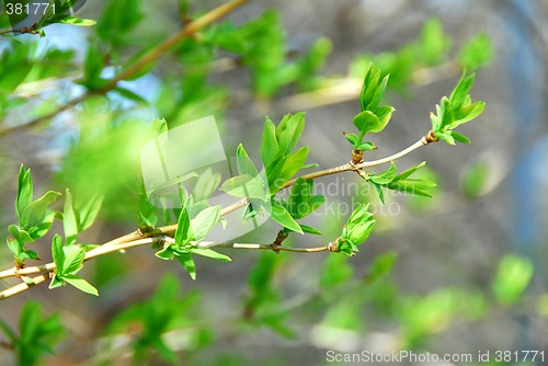 Image of Spring green leaves