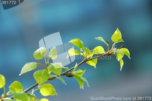Image of Spring leaves