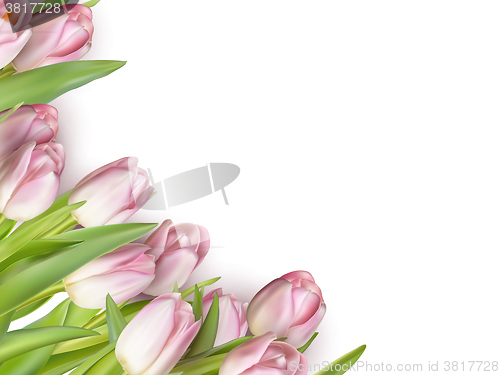 Image of Pink tulips on white. EPS 10