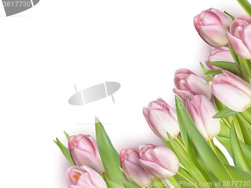 Image of Tulips isolated on white. EPS 10