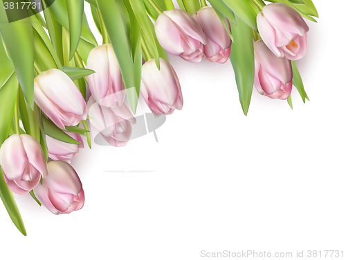 Image of Tulips isolated on white. EPS 10