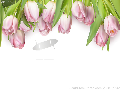 Image of Pink fresh tulips on white. EPS 10