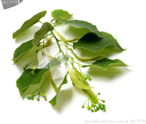 Image of Spring tilia twig before blossom