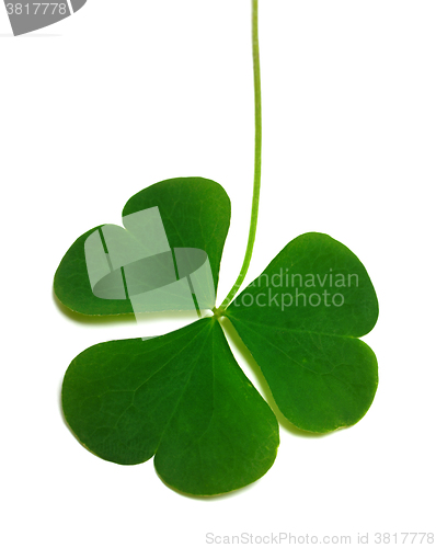 Image of Spring clover leaf