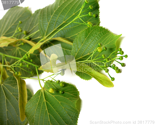 Image of Spring tilia before blossom