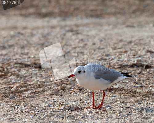 Image of Seagull walking on sand