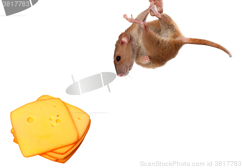 Image of Fancy rat hang on finger and looking at slices of cheese