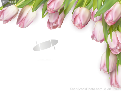 Image of Tulips isolated on white. EPS 10
