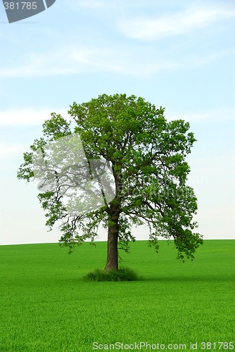 Image of Single tree