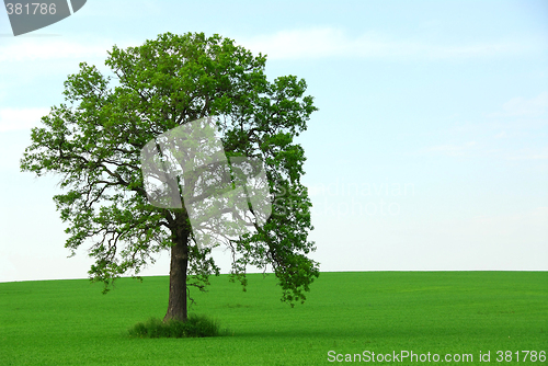 Image of Single tree summer