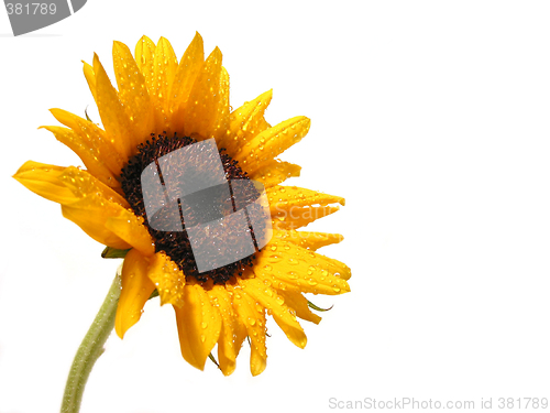 Image of Sunflower on white