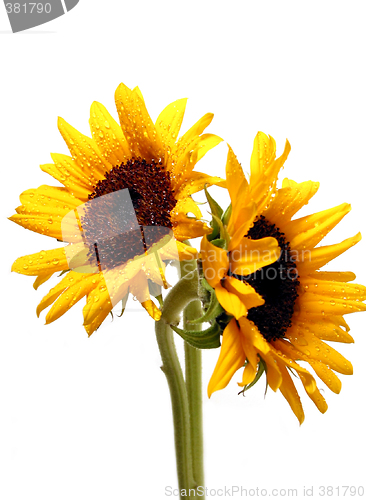 Image of Two sunflowers on white