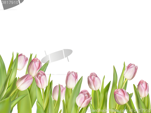 Image of Pink fresh tulips on white. EPS 10