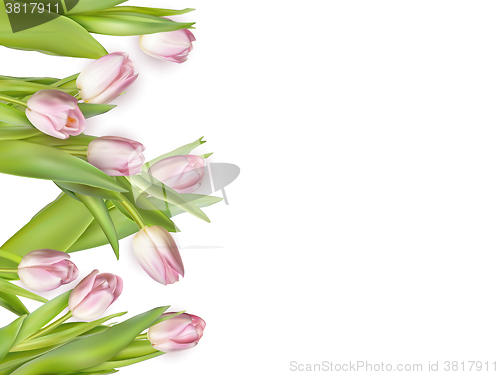 Image of Pink fresh tulips on white. EPS 10