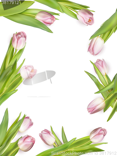 Image of Pink fresh tulips on white. EPS 10