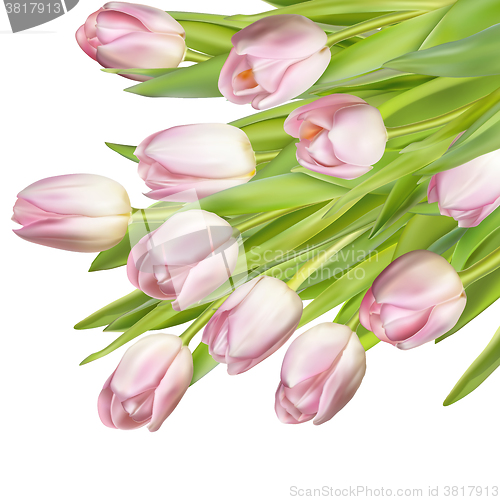 Image of Pink fresh tulips on white. EPS 10