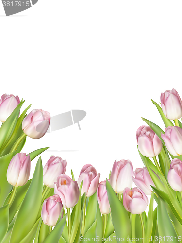 Image of Pink fresh tulips on white. EPS 10