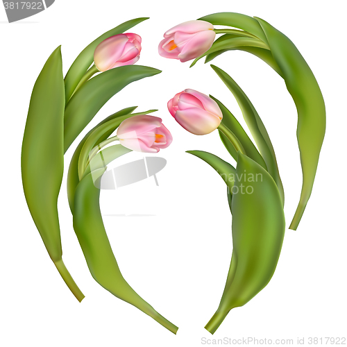 Image of Set of 4 tulips on a white background. EPS 10