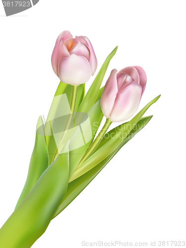 Image of Tulips isolated on white. EPS 10