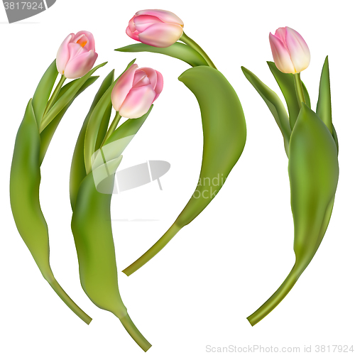 Image of Set of 4 tulips on a white background. EPS 10