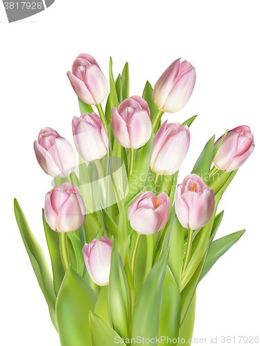 Image of Tulips isolaten on white. EPS 10