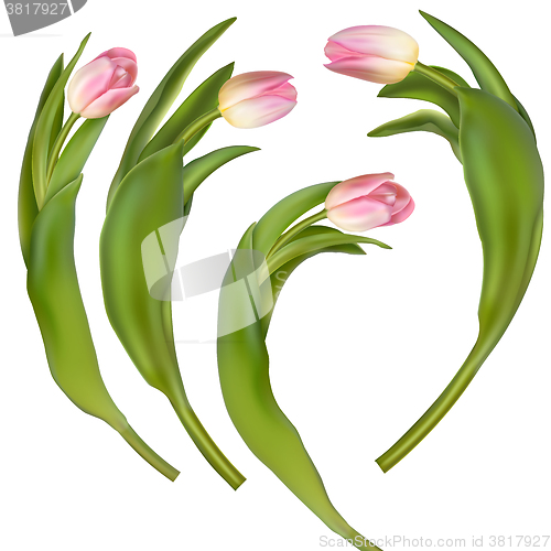 Image of Set of 4 tulips on a white background. EPS 10