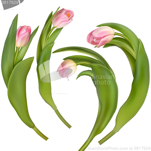Image of Set of 4 tulips on a white background. EPS 10