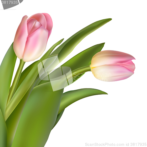 Image of Pink tulip flowers. EPS 10