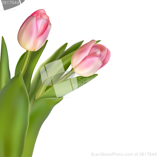 Image of Tulips isolated on white. EPS 10