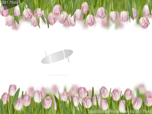 Image of Isolated tulip frame arrangement. EPS 10