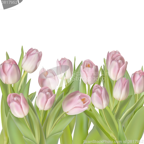 Image of Tulips isolated on white. EPS 10