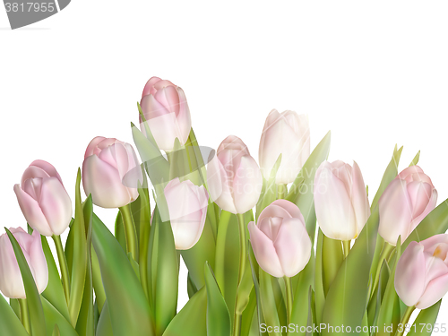 Image of Tulips isolated on white. EPS 10