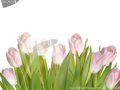 Image of Tulips isolated on white. EPS 10