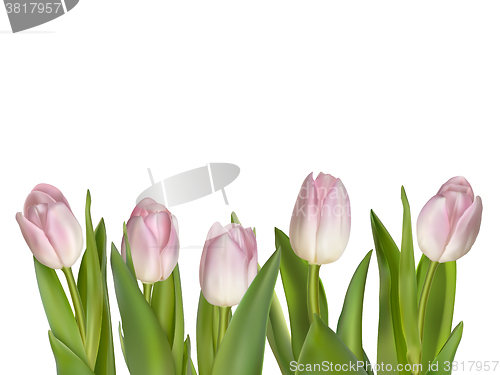 Image of Tulips isolated on white. EPS 10