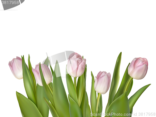 Image of Tulips isolated on white. EPS 10