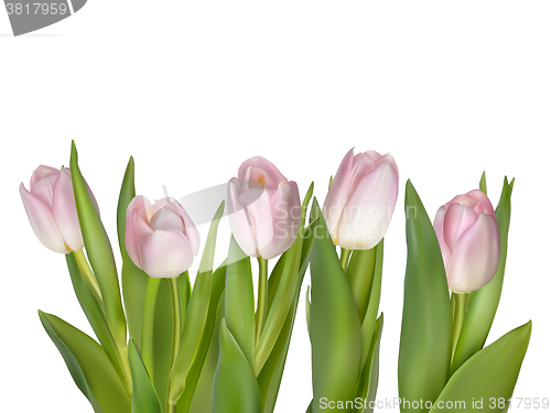 Image of Tulips isolated on white. EPS 10