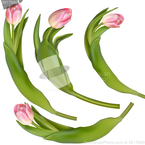 Image of Set of 4 tulips on a white background. EPS 10