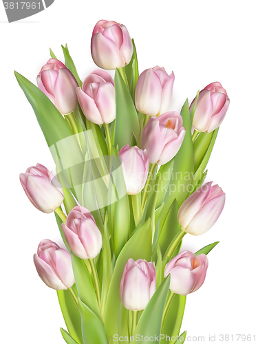 Image of Tulips isolaten on white. EPS 10