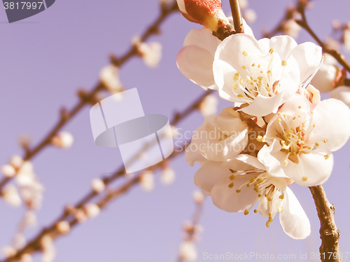 Image of Retro looking Fruit tree flowers