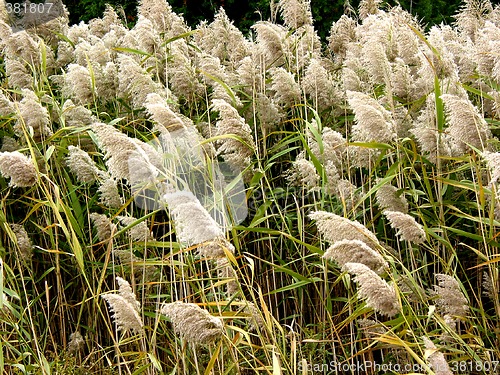 Image of Tall grass