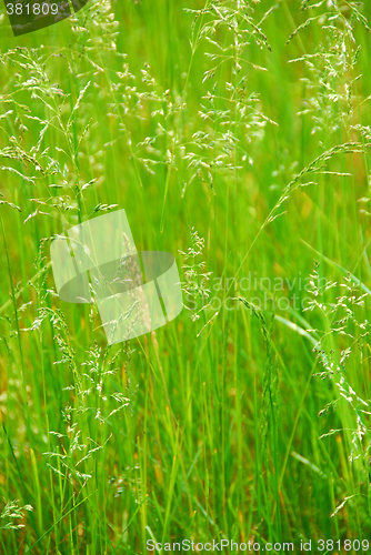 Image of Tall grass