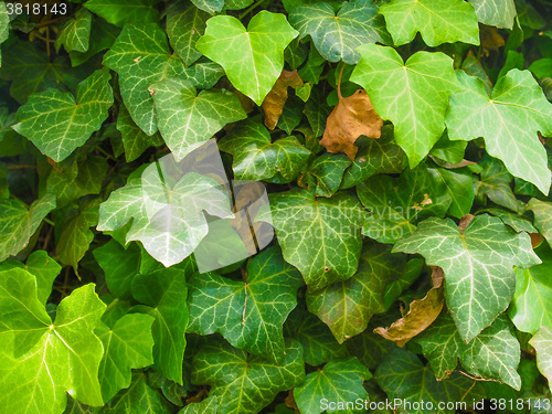 Image of Ivy leaves
