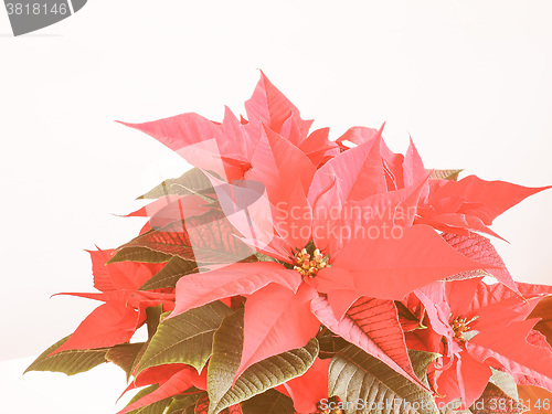 Image of Retro looking Poinsettia Christmas star