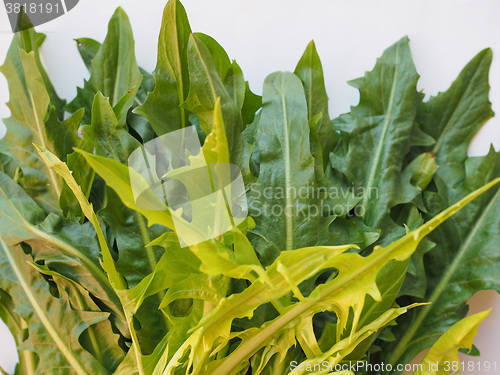 Image of Catalonian chicory salad