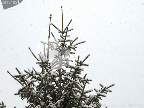 Image of Winter scene with snow - copy space