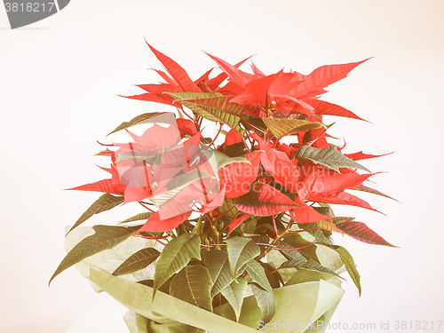 Image of Retro looking Poinsettia Christmas star