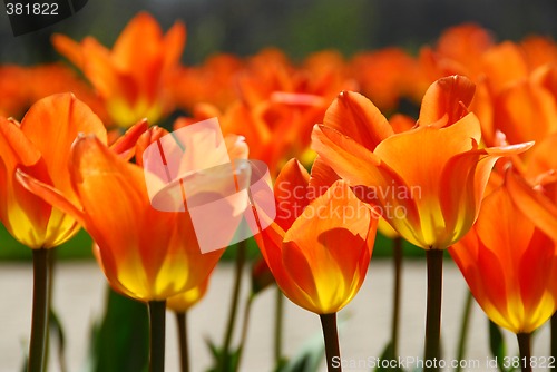 Image of Tulips