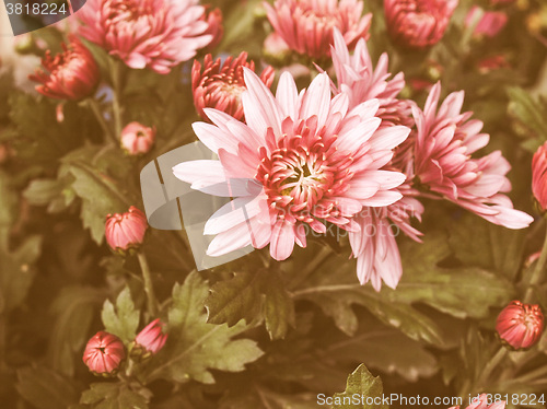 Image of Retro looking Chrysanthemum picture