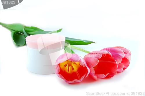 Image of Tulips and cream