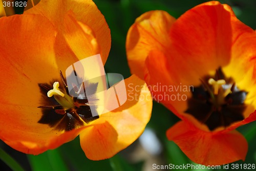 Image of Two tulips